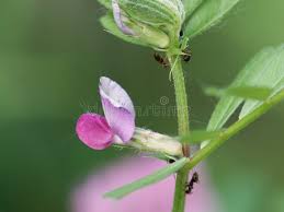 Attēlu rezultāti vaicājumam “Lathyrus tuberosus bud”