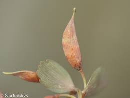 Attēlu rezultāti vaicājumam “Corydalis solida fruit”