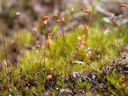 Attēlu rezultāti vaicājumam “Distichium capillaceum”