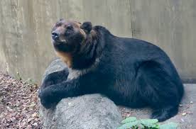 Attēlu rezultāti vaicājumam “Ursus arctos”