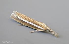 Attēlu rezultāti vaicājumam “Agriphila selasella”