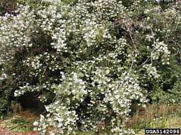 Attēlu rezultāti vaicājumam “Philadelphus coronarius flower”