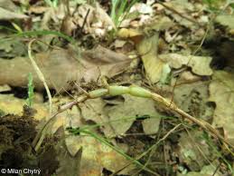 Attēlu rezultāti vaicājumam “Poa trivialis flower”