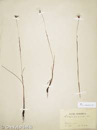 Attēlu rezultāti vaicājumam “Eriophorum gracile fruit”