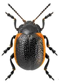 Attēlu rezultāti vaicājumam “Chrysolina sanguinolenta”