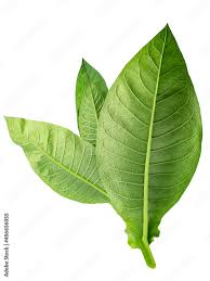 Attēlu rezultāti vaicājumam “Nicotiana tabacum leaf”