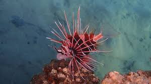 Image result for Pterois radiata