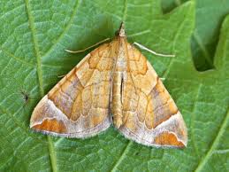 Attēlu rezultāti vaicājumam “Eulithis testata”