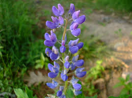 Attēlu rezultāti vaicājumam “Lupinus polyphyllus leaf”