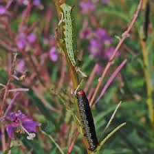 Attēlu rezultāti vaicājumam “Hyles gallii larva”