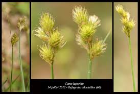 Attēlu rezultāti vaicājumam “Carex leporina”