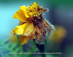 Attēlu rezultāti vaicājumam “Trichia botrytis var. cerifera spores”