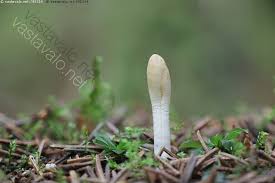 Attēlu rezultāti vaicājumam “Podostroma leucopus”