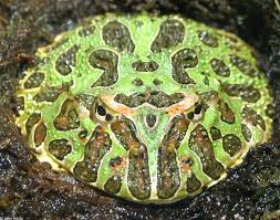 Image result for Ceratophrys ornata