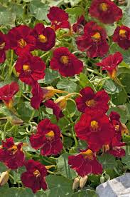 Attēlu rezultāti vaicājumam “Tropaeolum majus”