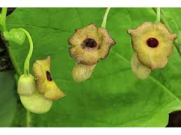 Attēlu rezultāti vaicājumam “Aristolochia durior flower”