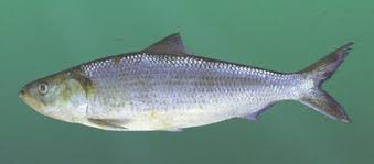 Image result for Alosa chrysochloris