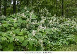 Attēlu rezultāti vaicājumam “Reynoutria japonica”