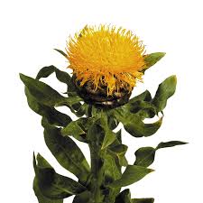 Attēlu rezultāti vaicājumam “Centaurea”