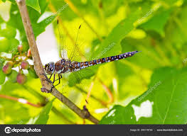 Attēlu rezultāti vaicājumam “Aeshna mixta male”