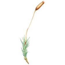 Attēlu rezultāti vaicājumam “Saelania glaucescens”