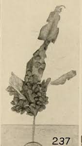 Attēlu rezultāti vaicājumam “Vasates quadripedes”