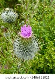 Attēlu rezultāti vaicājumam “Tragopogon heterospermus bud”
