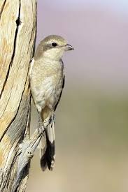Attēlu rezultāti vaicājumam “Lanius collurio female”