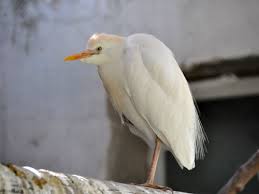 Attēlu rezultāti vaicājumam “Bubulcus ibis”