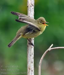 Attēlu rezultāti vaicājumam “Hippolais icterina adult”