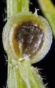 Attēlu rezultāti vaicājumam “Corispermum hyssopifolium fruit”