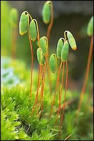 Attēlu rezultāti vaicājumam “Pohlia nutans sporophyte”