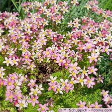 Image result for Steinbrech