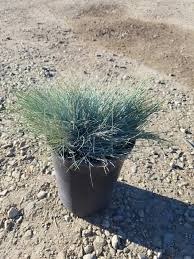 Attēlu rezultāti vaicājumam “Festuca ovina flower”