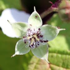 Attēlu rezultāti vaicājumam “Rubus caesius flower”