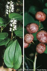 Attēlu rezultāti vaicājumam “Maianthemum bifolium flower”