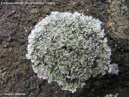 Attēlu rezultāti vaicājumam “Lecanora muralis”