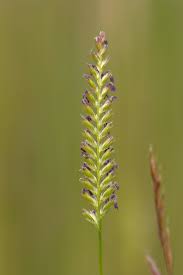 Attēlu rezultāti vaicājumam “Cynosurus cristatus flower”