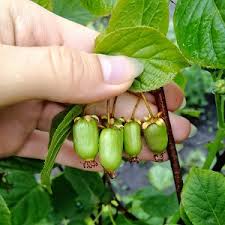 Attēlu rezultāti vaicājumam “Actinidia kolomikta fruit”