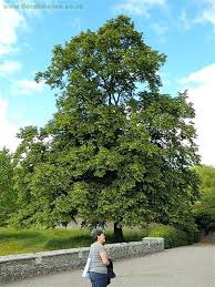 Attēlu rezultāti vaicājumam “Tilia platyphyllos Laciniata”