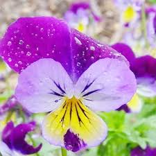 Attēlu rezultāti vaicājumam “Viola x williamsii flower”