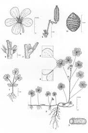 Attēlu rezultāti vaicājumam “Oxalis corniculata fruit”