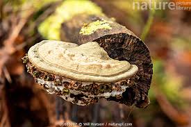 Attēlu rezultāti vaicājumam “Ganoderma applanatum”