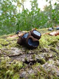 Attēlu rezultāti vaicājumam “Bulgaria inquinans”