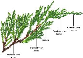 Attēlu rezultāti vaicājumam “Juniperus sabina”