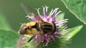 Attēlu rezultāti vaicājumam “Helophilus hybridus”