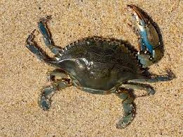 Image result for Callinectes sapidus