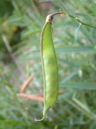 Attēlu rezultāti vaicājumam “Lathyrus latifolius bud”