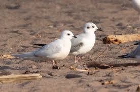 Image result for Rhodostethia rosea