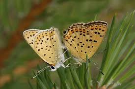 Attēlu rezultāti vaicājumam “Lycaena tityrus female”